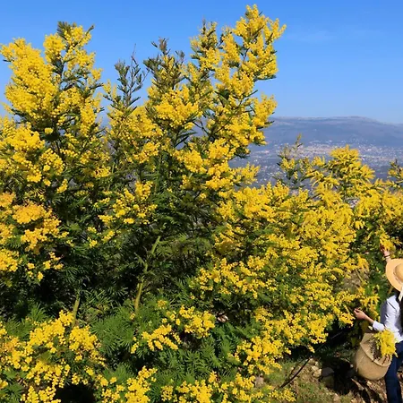 Ξενοδοχείο Staybridge - Centre By Ihg